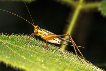 Cricket with close up view.