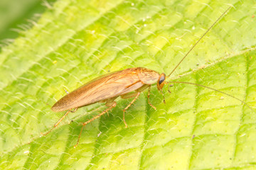 Cockroach with close up view.