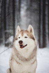Gorgeous and happy beige and white dog breed siberian husky sitting on the snow in the forest in winter