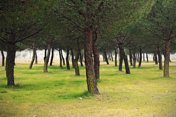 Trees in the forest