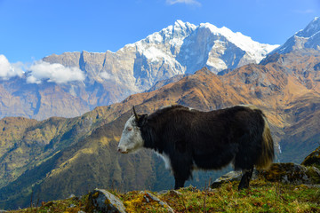 Yak cow on mountain of Annapurna, Nepal