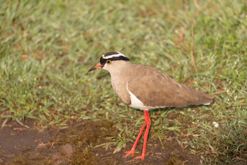 Crowned Plover in Serengeti Tanzania