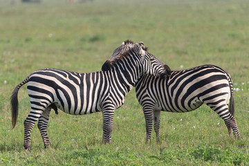 Fototapeta na wymiar Common Zebra in the Serengeti National Park