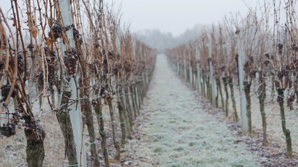 Weinberg im Winter mit Trauben Pfalz, vineyard in the winter 