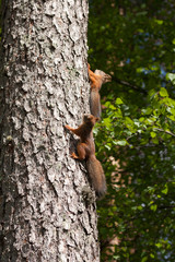 Cute little eurasian red squirrels on tree