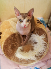 portrait of a bald cat canadian sphinx indoors. pet with smooth skin. unusual animal