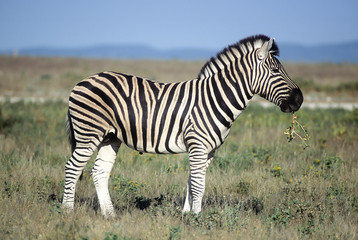 Fototapeta na wymiar Plains Zebra (Equus burchellii), Africa, Namibia, Oshikoto, Etosha National Park