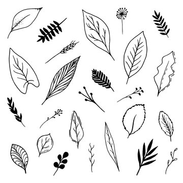 Isolated botanical vector set. Hand drawn lineart and solid leaves illustrations collection, black on white background