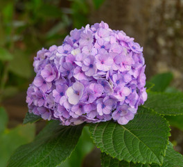 Obraz premium Hydrangea Flower with Leaves