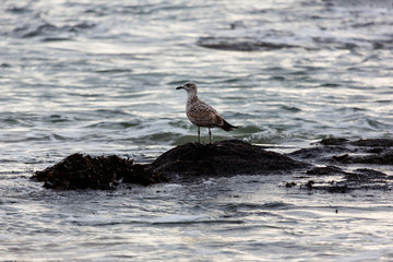 Seagulls