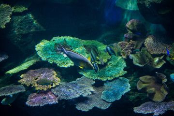 Fototapeta na wymiar Fish in a Ocean, Beautiful Shoal of Fish in Sea