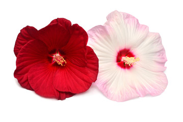 Two pink and red hibiscus flowers isolated on white background. Flat lay, top view. Macro, object