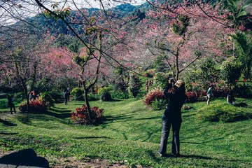 Landscape Wild Himalayan Cherry at Khun Chang Khian Highland Research Station