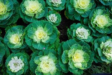 Ornamental Cabbage Mixed in the garden