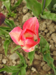 Multi-colored garden tulips close-up
