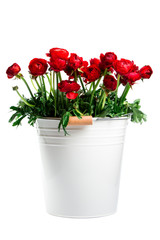red flowers Ranunculus in a white metal bucket. isolated