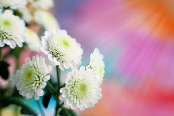 White chrysanthemums in the sun. Macro. White chrysanthemum on a colorful background. The sun's rays illuminate the flowers. Floral design in spring and summer.