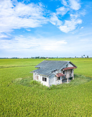 Obraz premium Paddy field with aerial view.