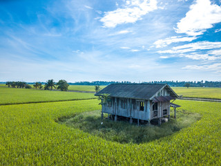 Paddy field with aerial view.