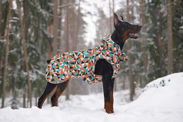 Young black and tan Doberman dog with cropped ears and a docked tail staying on a snow in winter...