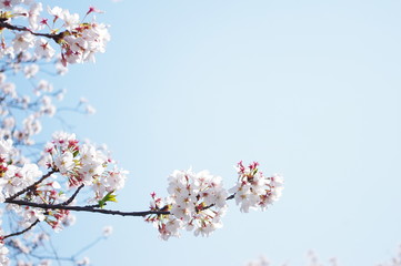 Cherry branches against blue sky