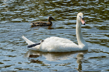 Swan floating on the lake. © borroko72