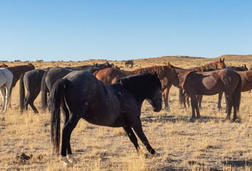 Wild Horses in the Utah Desert