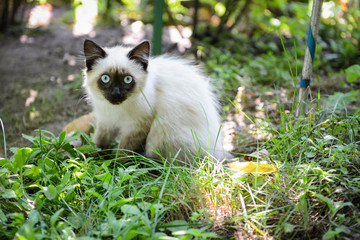 portrait of a beautiful young little kitten outside in the garden on the grass, in green branches