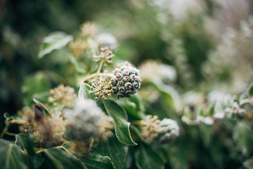 Nahaufnahme von gefrorenen Knospen im Efeu