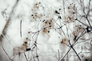 Formatfüllende Zweige im Frost