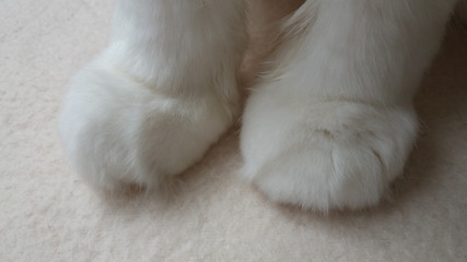 Photography white cat paws. Cat feet.