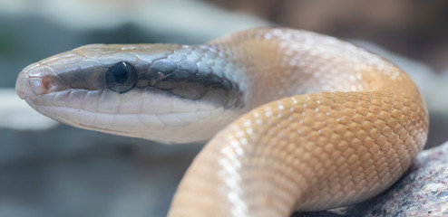 Portrait view of a Beauty rat snake (Elaphe taeniura)