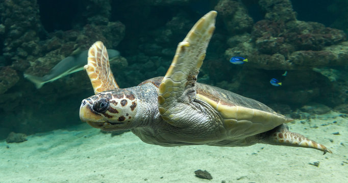 Diving Loggerhead sea turtle (Caretta caretta)