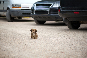 Little, lovely, fluffy, cute brown puppy is lost and alone on the busy street. Concept of abandoned...