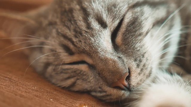 Sleeping striped tomcat cat perfect dream. cat sleeping in the blanket, selective focus. lifestyle cat sleeping pet concept