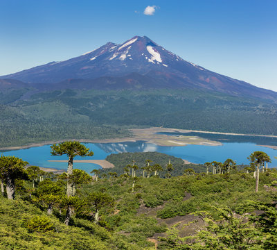 Volcano Llaima at Conguillio N.P. (Chile)