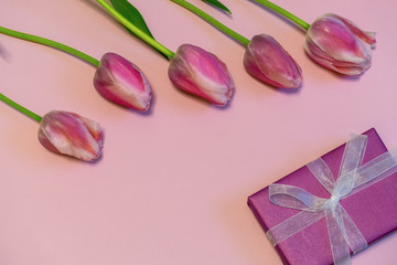 Pink fresh tulips and gift box on pastel paper background. Beautiful spring floral mock up. Greeting card for valentine's, women's or mother's day. Flat lay, top view, copy space