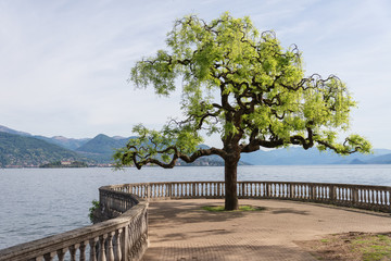 Fototapeta na wymiar Lonely tree on the lake