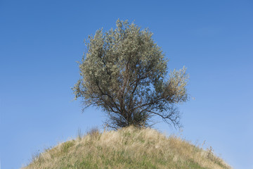 Lonely tree on top of a hill on blue sky background. Silverberry or Wolf-willow (Elaeagnus commutata) on the top of the Scythian mound, Nikopol region, Ukraine, Eastern Europe