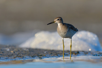 Wood Sandpiper (Tringa glareola)