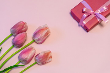 Pink fresh tulips and gift boxes on pastel paper background. Beautiful spring floral mock up. Greeting card for valentine's, women's or mother's day. Flat lay, top view, copy space