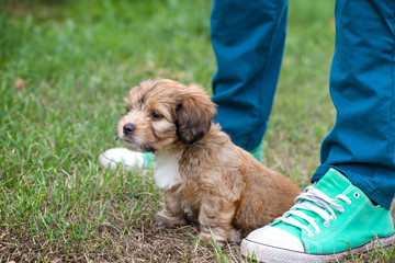 Little, lovely, fluffy, cute brown puppy playing outdoors with owner, obediently sitting. Happy dog in the park or garden on green background. Concept of discovering the world, everything is new