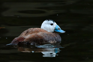 White-headed duck, male, on water