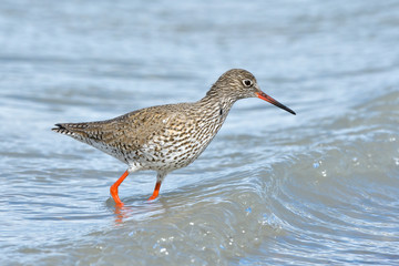 Common Redshank in shallow water