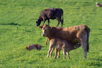 Grazing cow with suckling calf 