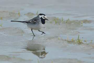 White Wagtail on Ice