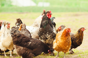 Chickens and cock in the garden. Close-up shot of laying hens.