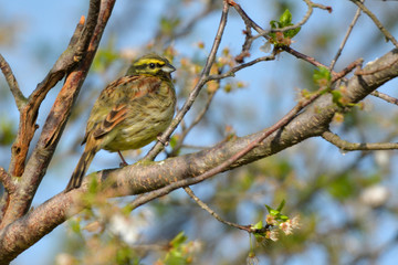 Yellowhammer on a tree branch