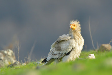 Egyptian Vulture on the ground