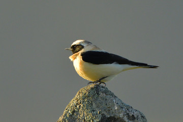 Black-eared wheatear on a rock